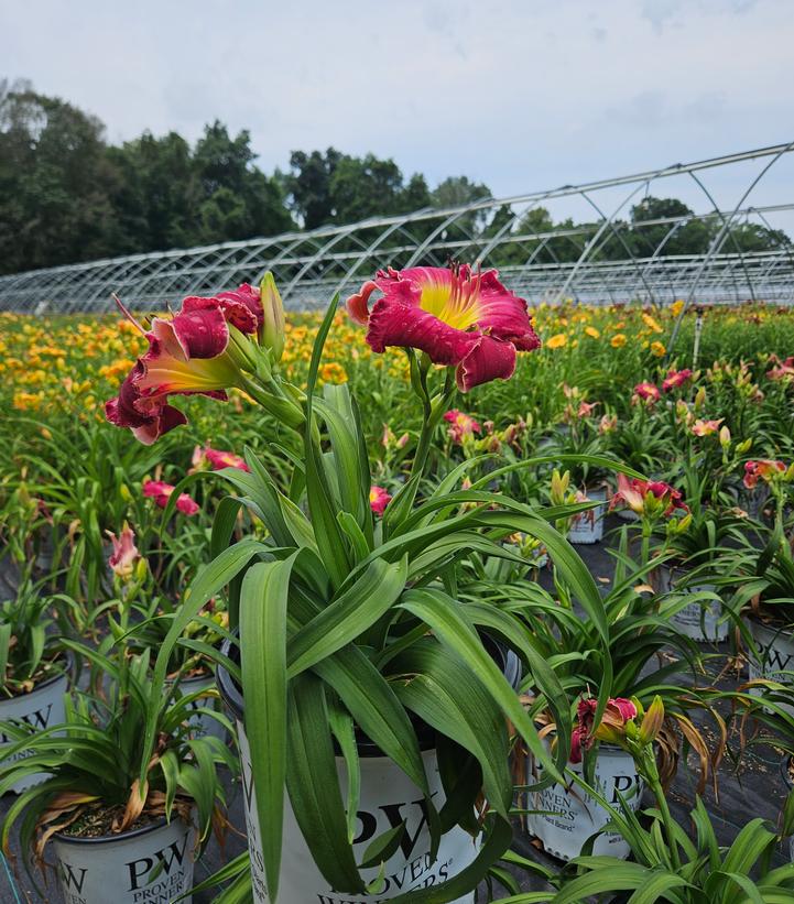 Hemerocallis RAINBOW RHYTHM® 'Blood Sweat and Tears'