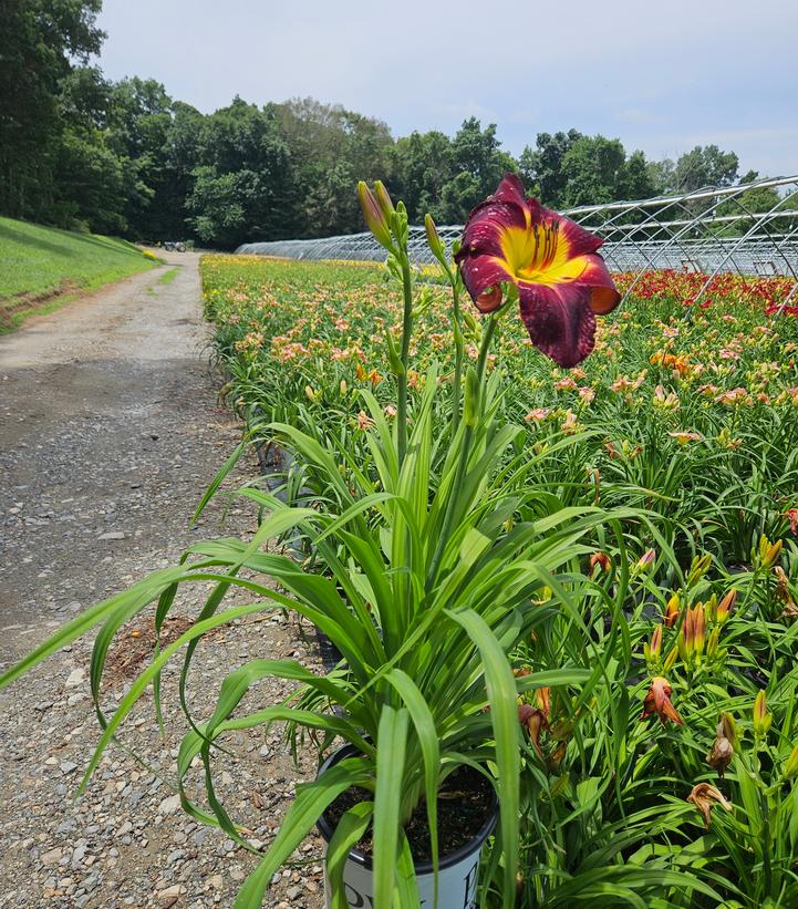 Hemerocallis RAINBOW RHYTHM® 'Persian Ruby'