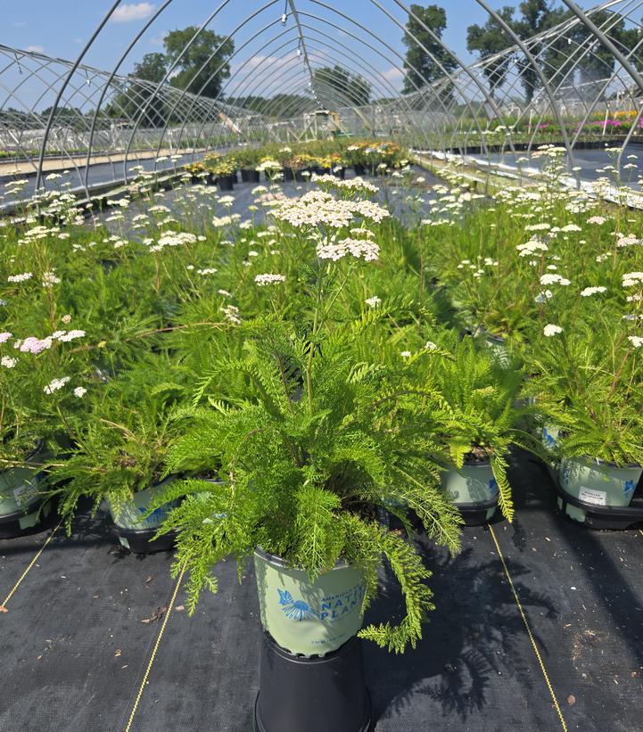 Achillea millefolium 