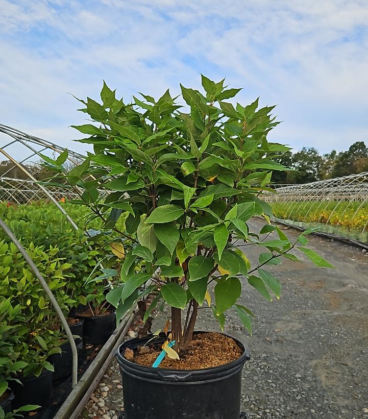 Calycanthus floridus 