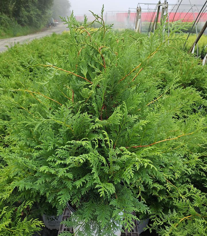 Chamaecyparis pisifera Cedar Rapids®
