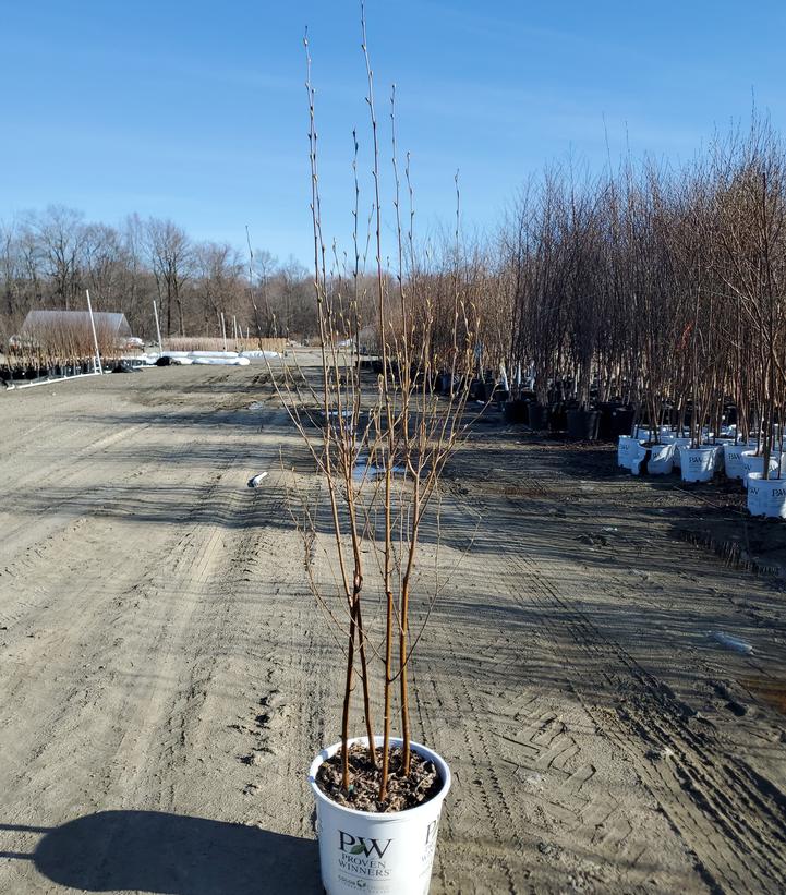 Betula x Avalanche™