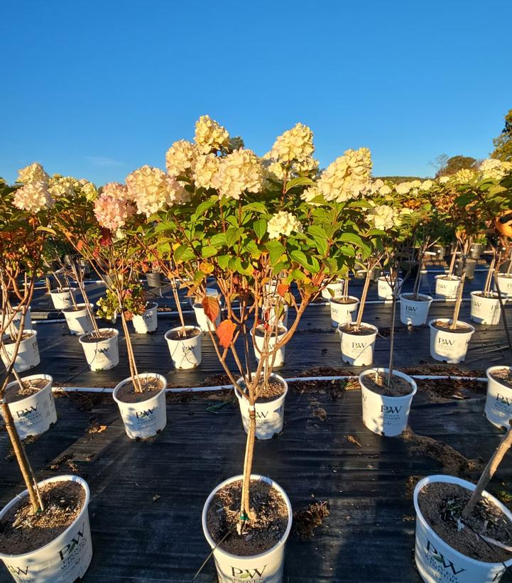 Hydrangea paniculata Limelight Prime®