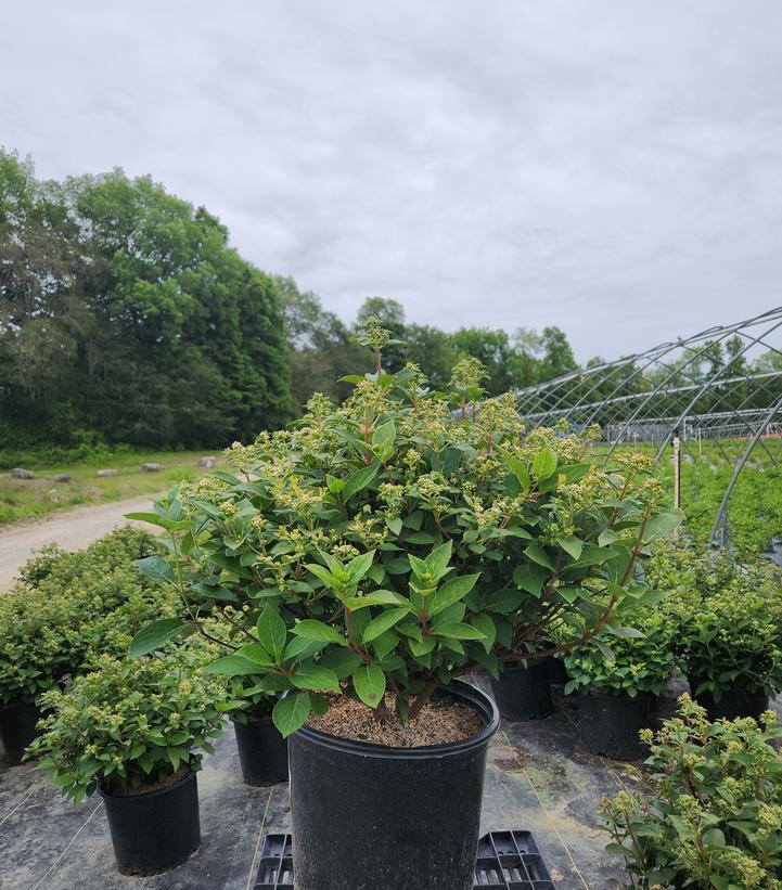 Hydrangea pan. Early Evolution