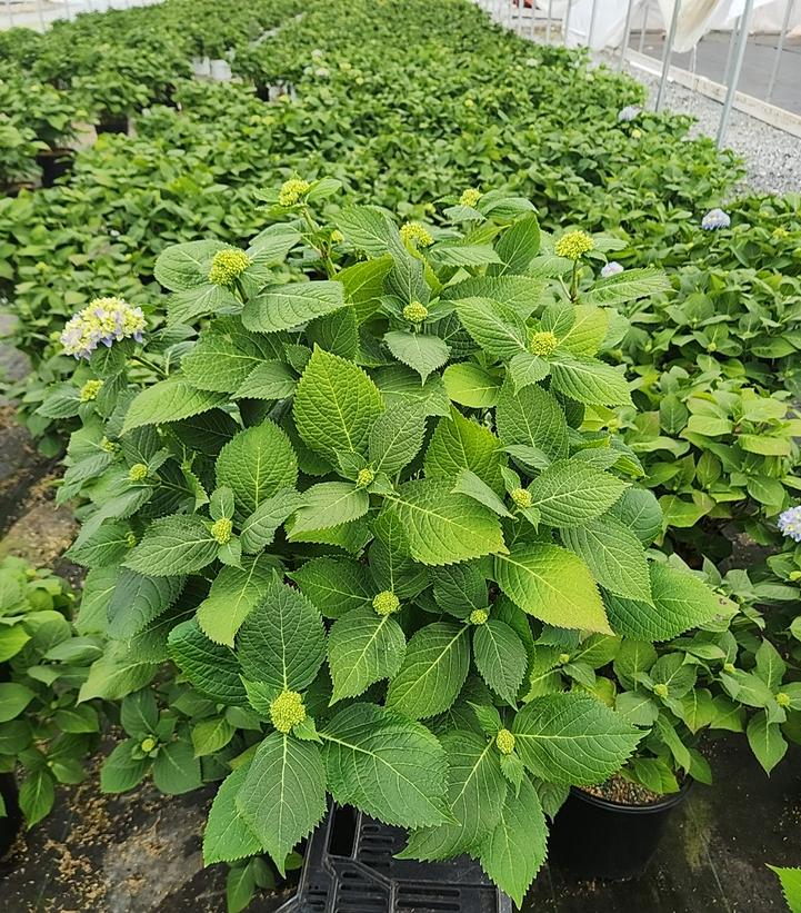 Hydrangea mac. Azure Skies™