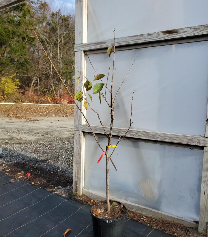 Prunus avium 3-in-1 Cold Climate