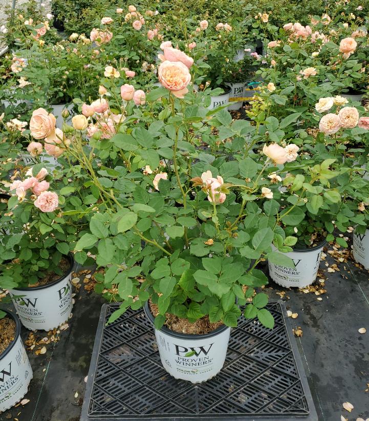 Rosa x Flavorette® Honey-Apricot