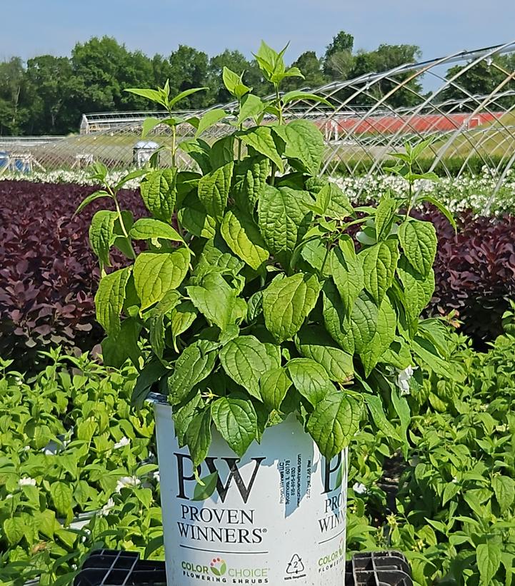 Philadelphus coronarius Illuminati Spice™