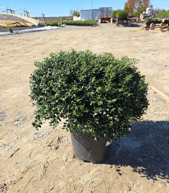 Ilex crenata 'Soft Touch'