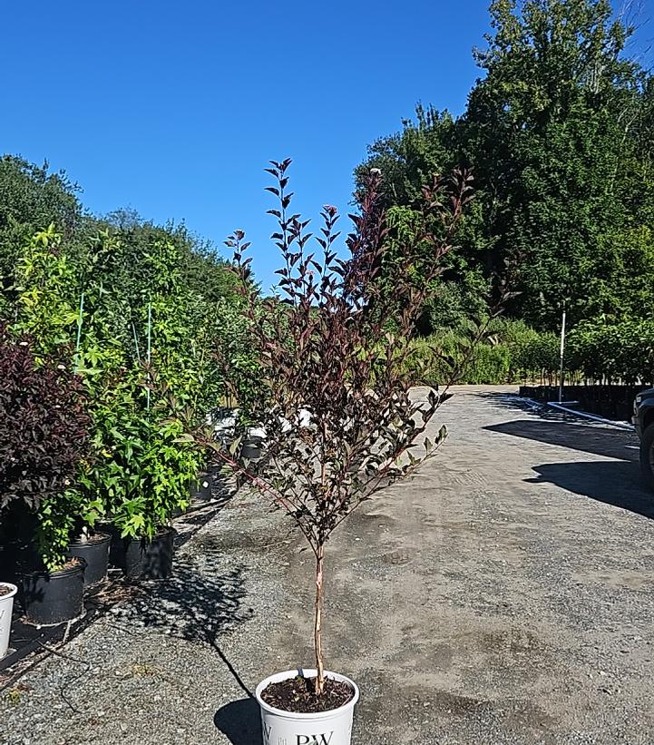 Physocarpus opulifolius Summer Wine®