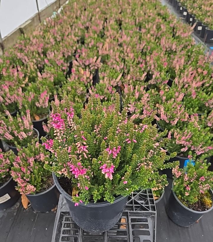 Calluna vulgaris Beauty Ladies® - Pink
