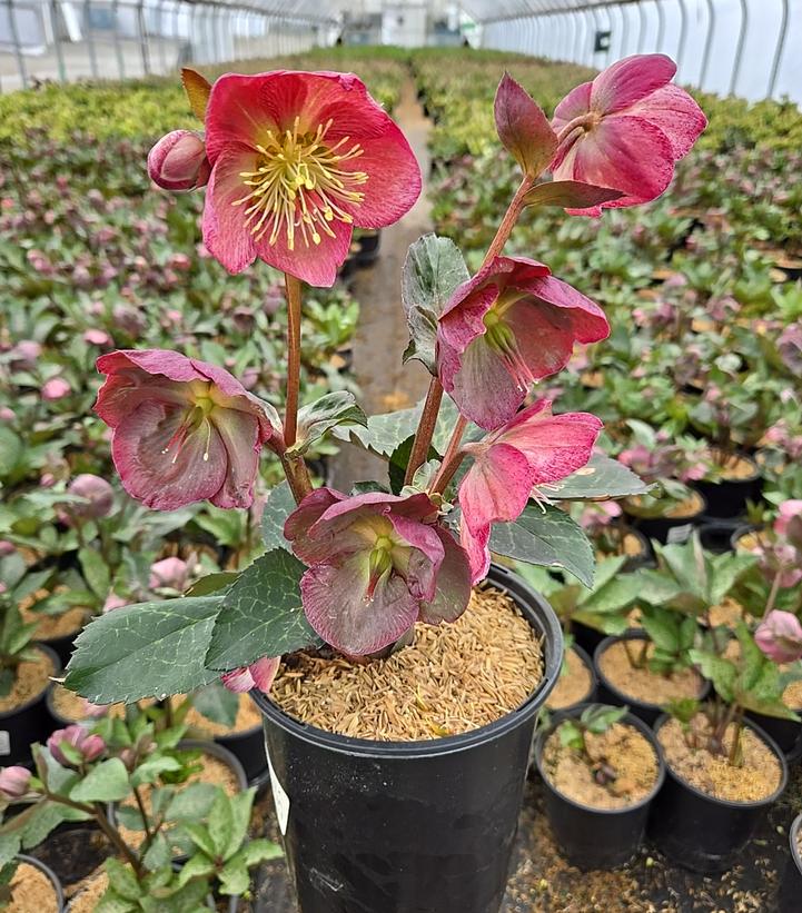 Helleborus Frostkiss® 'Pippa's Purple'
