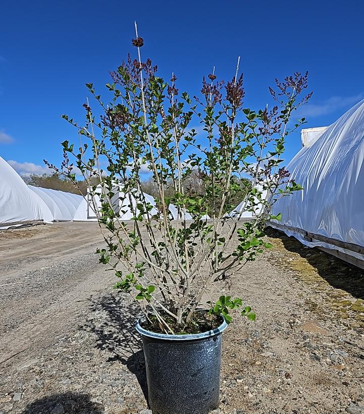 Syringa meyeri 'Palibin'