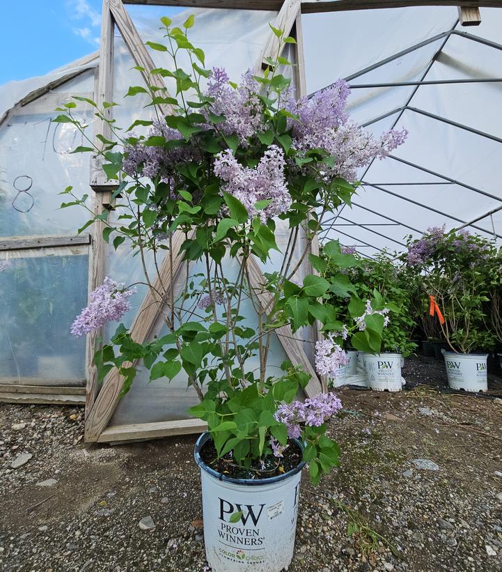 Syringa x hyacinthiflora Scentara Pura®