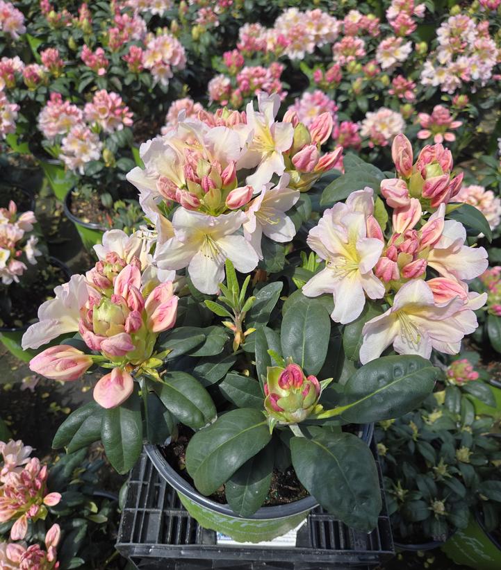 Rhododendron Holden's™ Peach