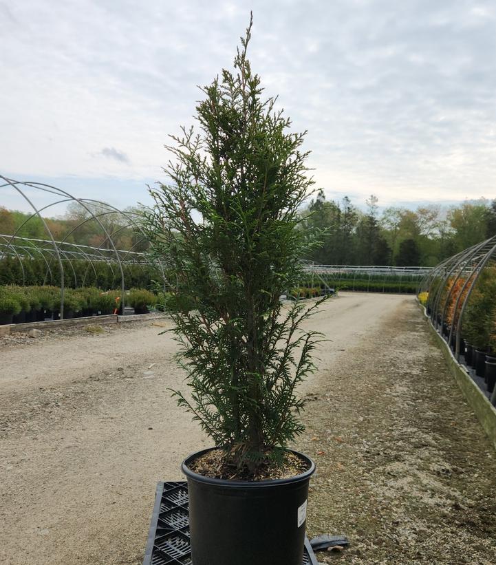 Thuja plicata Leprechaun™