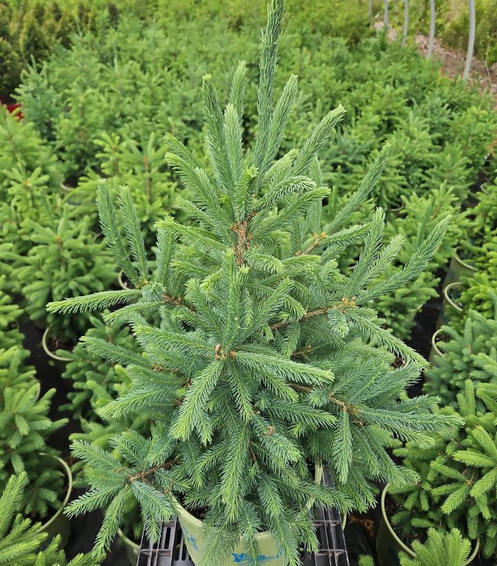 Picea glauca 'Densata'