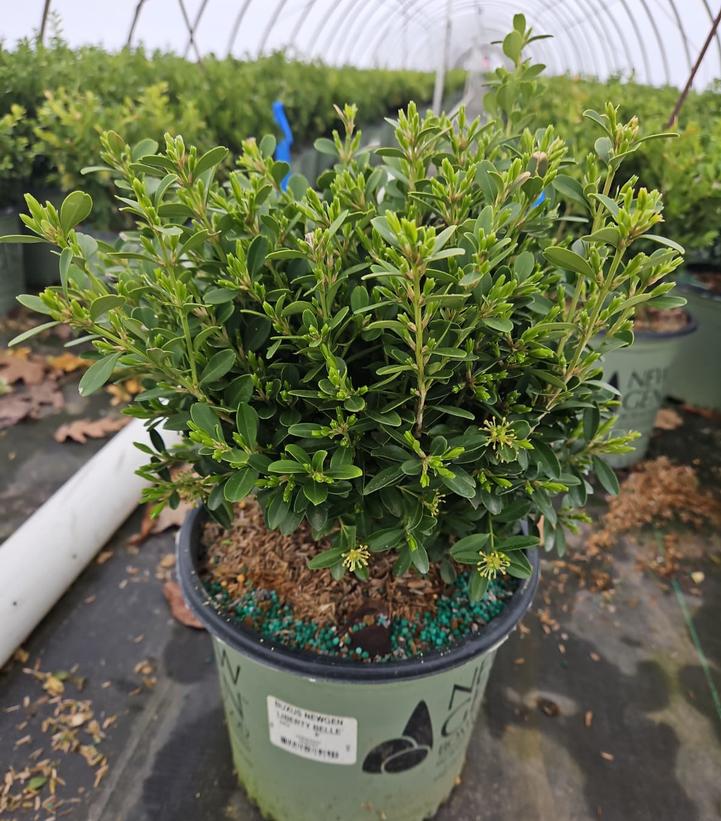 Buxus NewGen Liberty Belle™