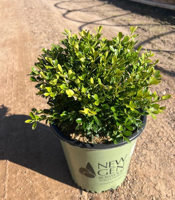 Buxus NewGen Liberty Belle™