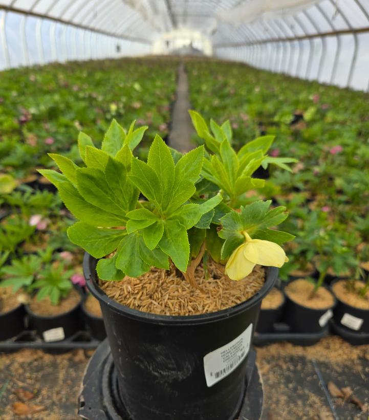 Helleborus Honeymoon® 'California Dreaming'