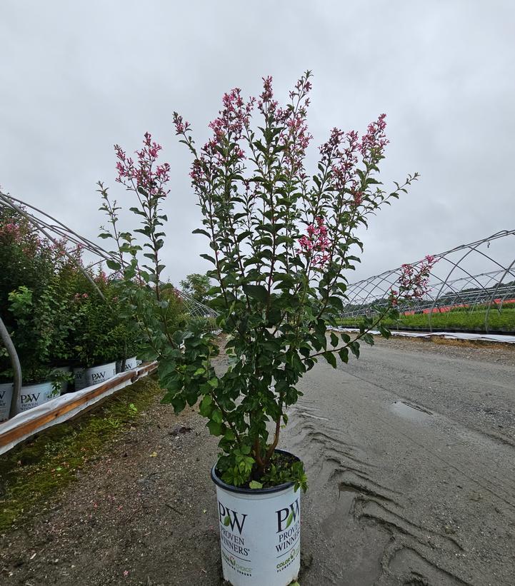 Syringa x Bloomerang Ballet®