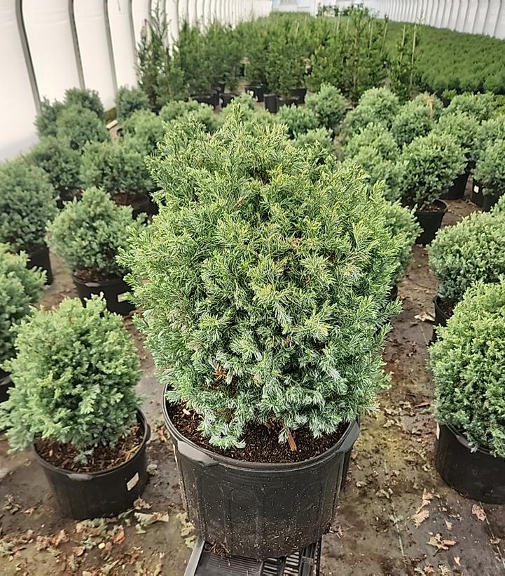 Chamaecyparis pisifera 'True Blue'