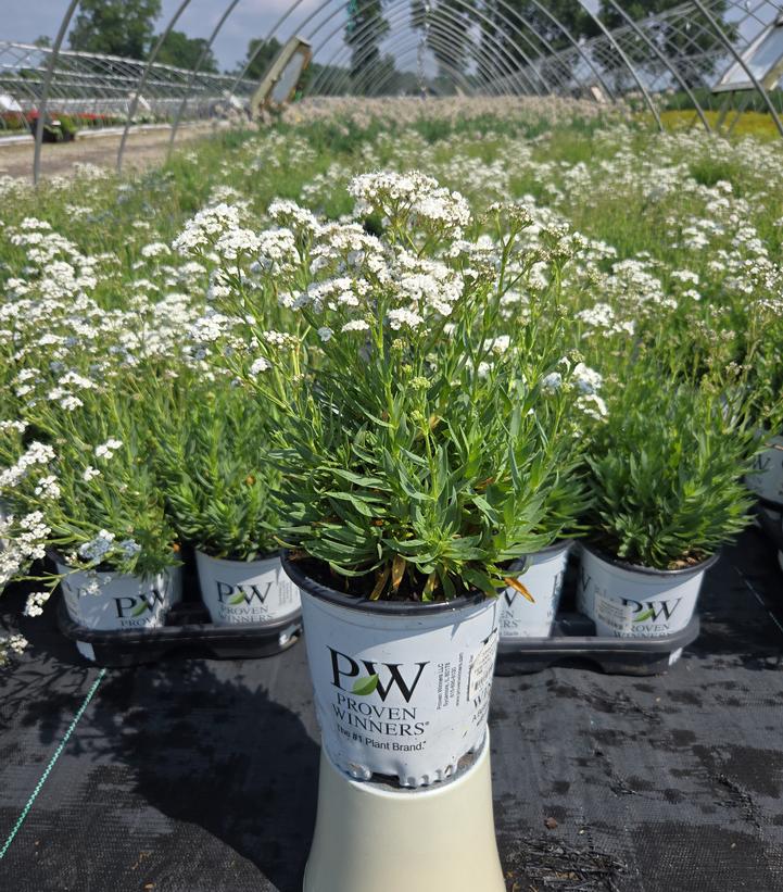 Gypsophila paniculata FESTIVAL STAR®