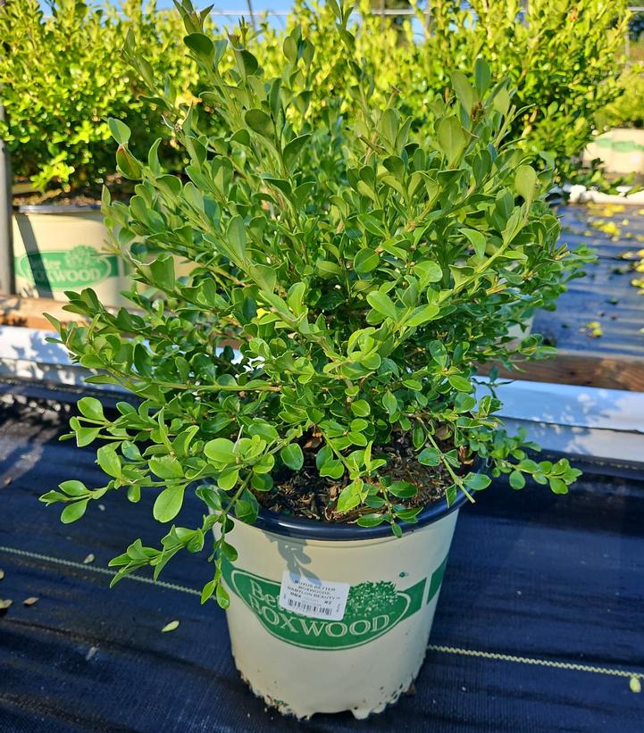 Buxus x Babylon Beauty™