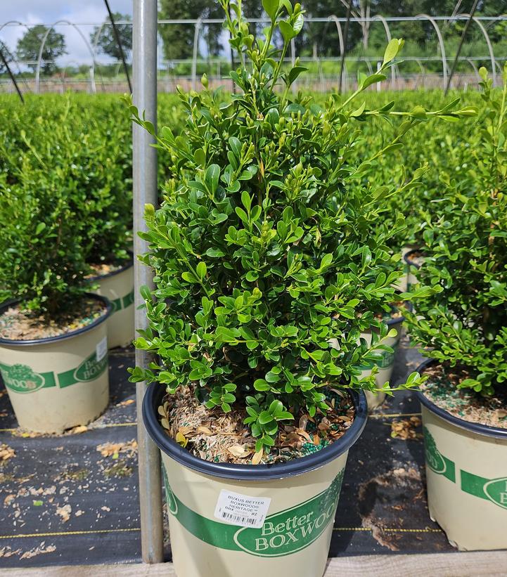 Buxus x Heritage™