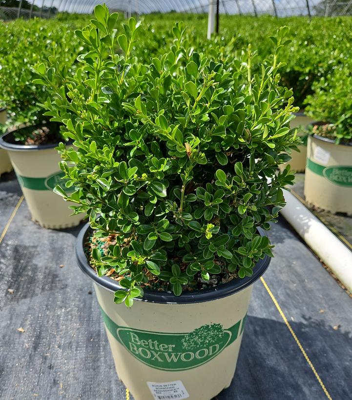Buxus x Renaissance™