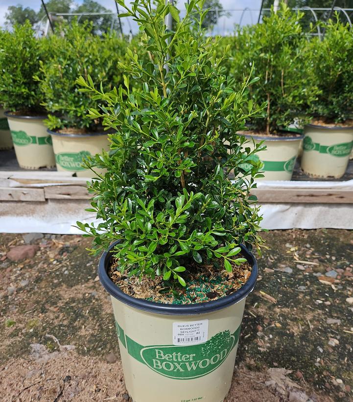 Buxus x Skylight™
