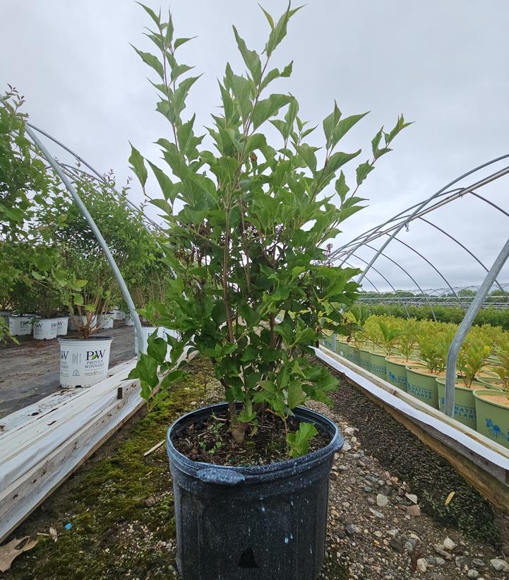 Syringa patula Dream Cloud™