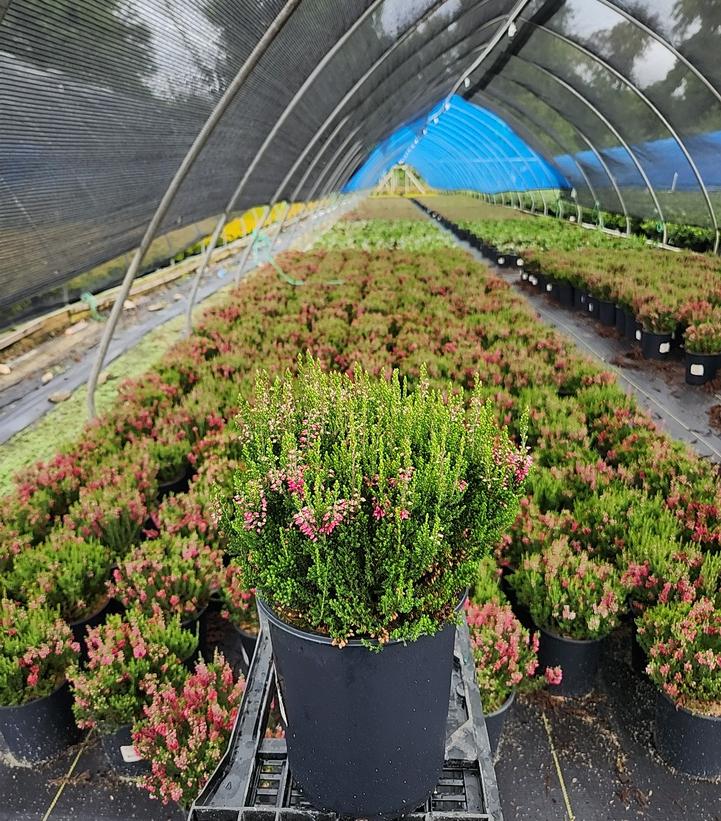 Calluna vulgaris Beauty Ladies® Scarlet