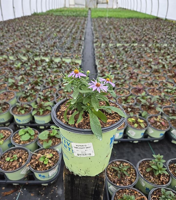 Aster oblongifolium 'Twilight Sky'