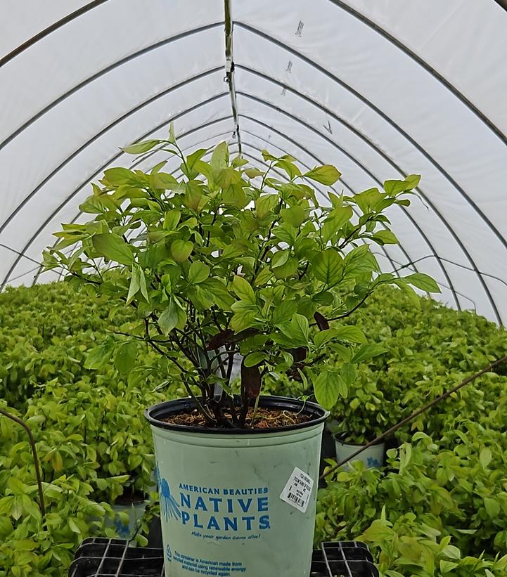 Itea virginica Fountains of Rouge™