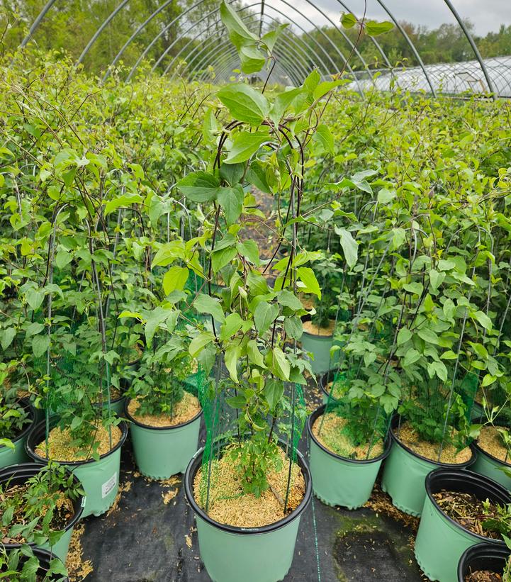 Clematis Boulevard® Ravel™