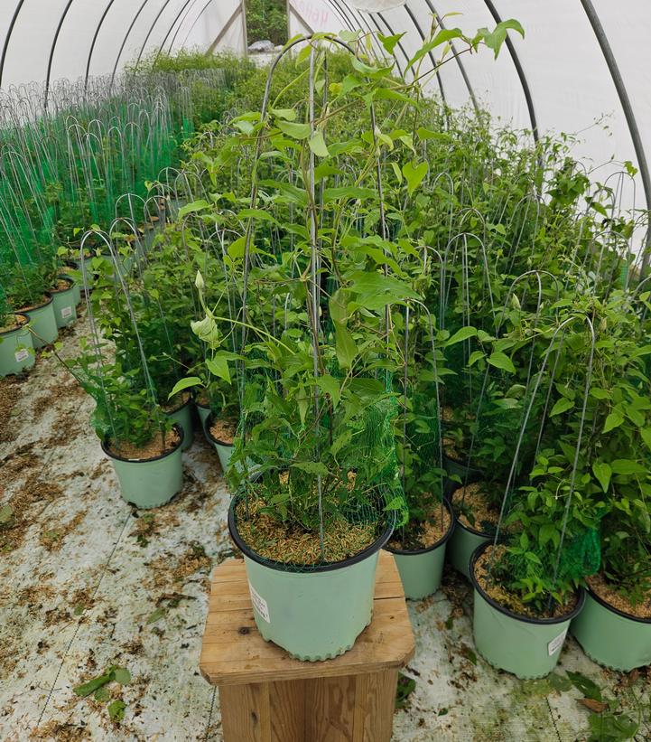 Clematis Tumanini™