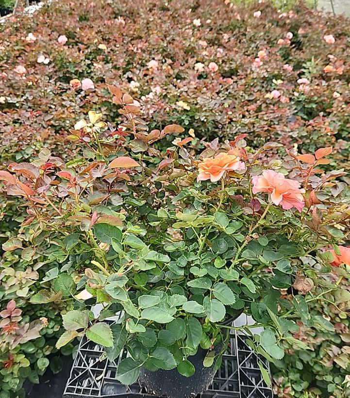 Rosa Showpiece™ Orange