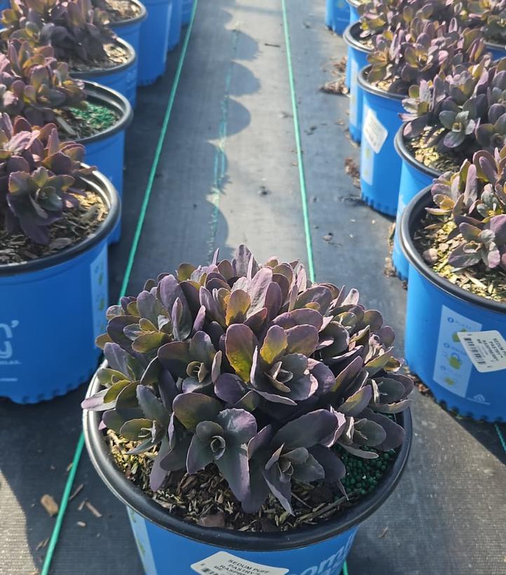 Sedum x Puff Pastry™ 'Raspberry'