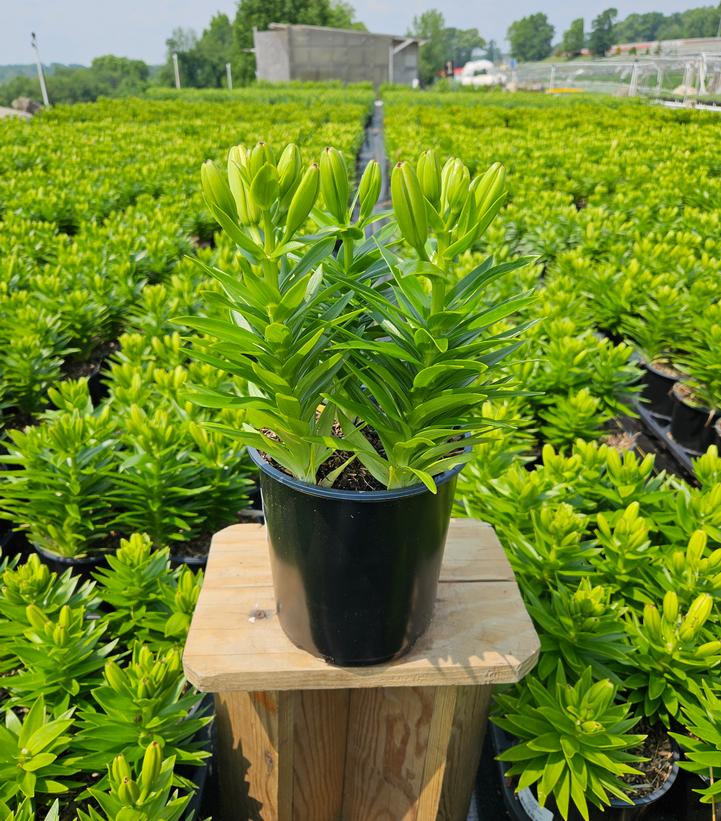 Lilium asiatic Fantasiatic Pink