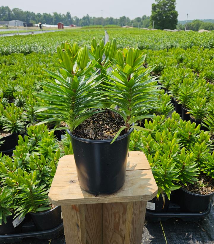Lilium asiatic Fantasiatic Yellow