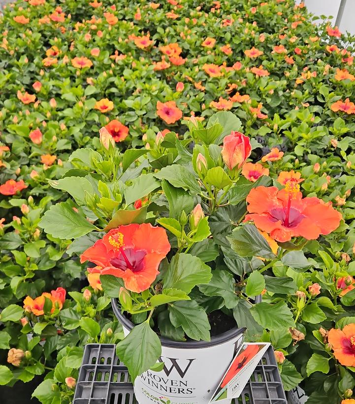 Hibiscus rosa-sinensis Hollywood Hibiscus® Sunset Boulevard™