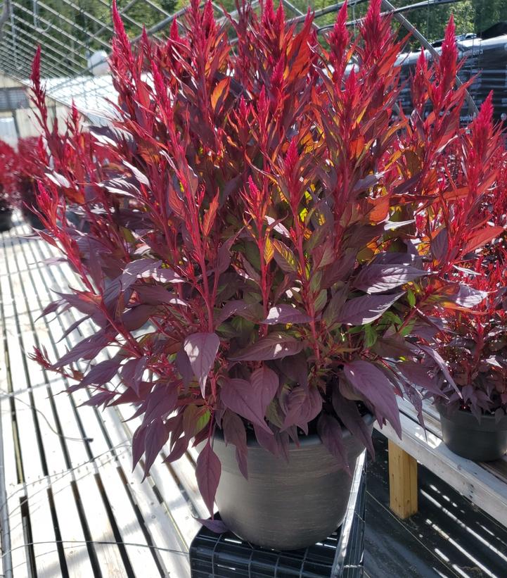 Celosia 'Floriosa Red Dark Leaf'