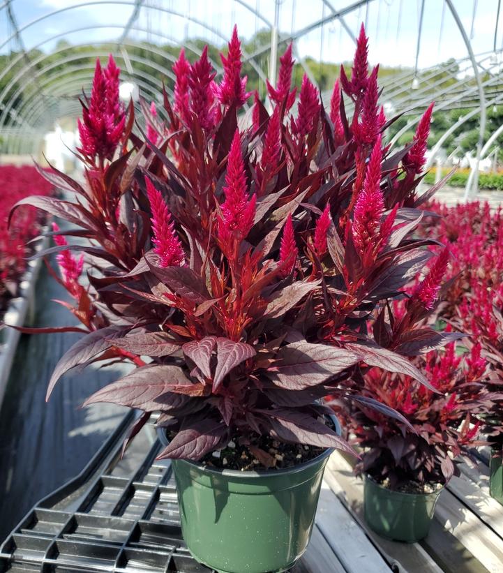 Celosia 'Kelos Fire Magenta'