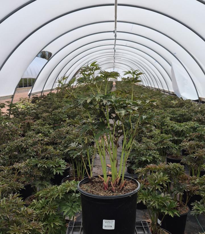 Paeonia x ITOH 'Bartzella'