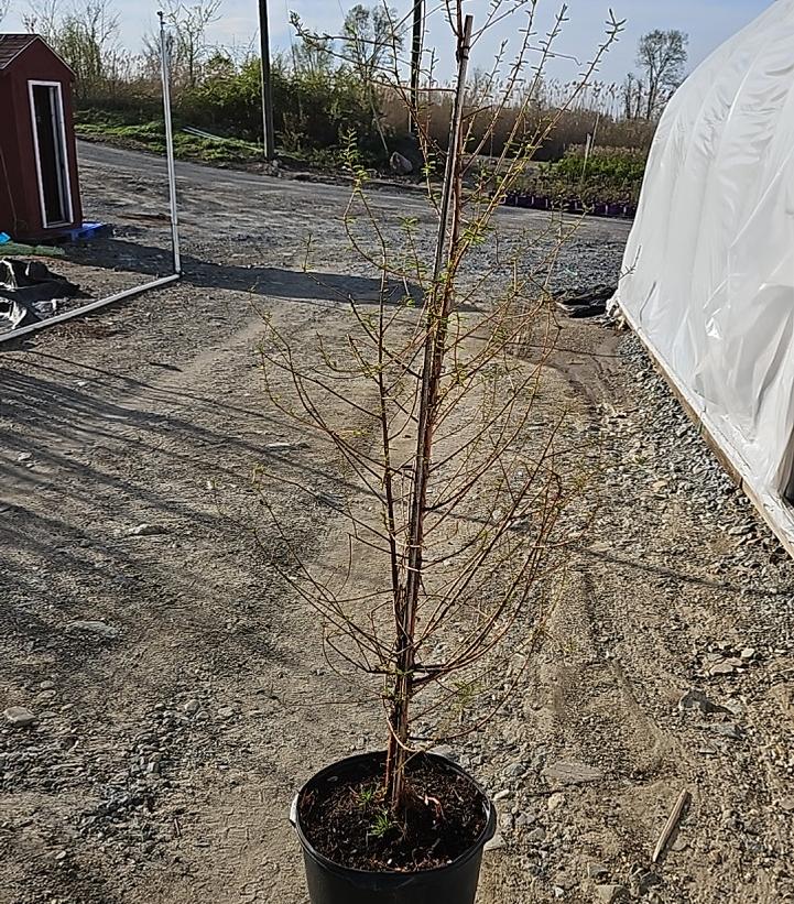 Taxodium distichum 