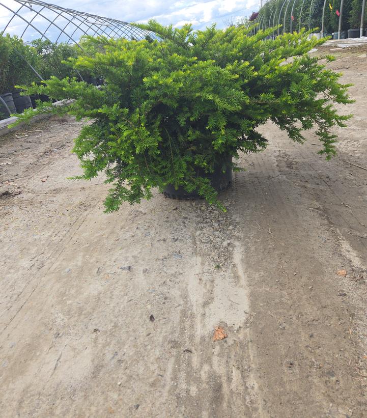 Taxus × media 'Everlow'