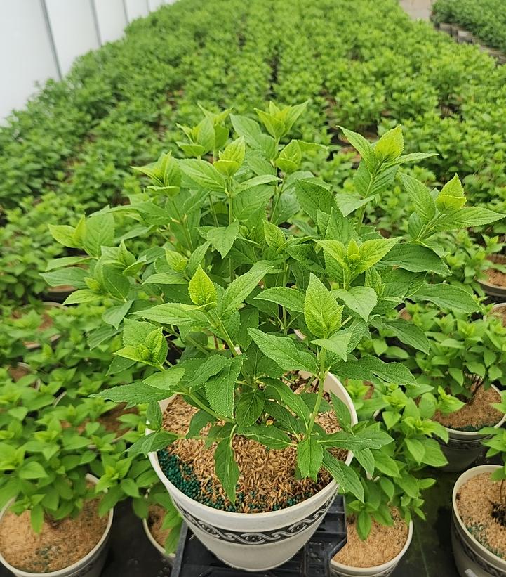Hydrangea pan. Panflora