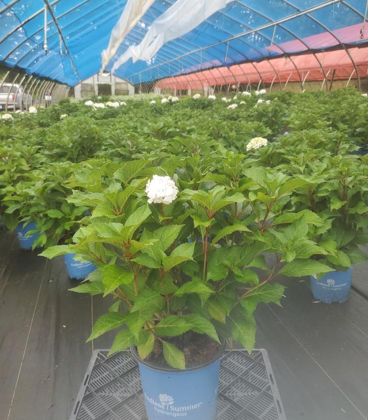 Hydrangea macrophylla Endless Summer® Dreamcloud®