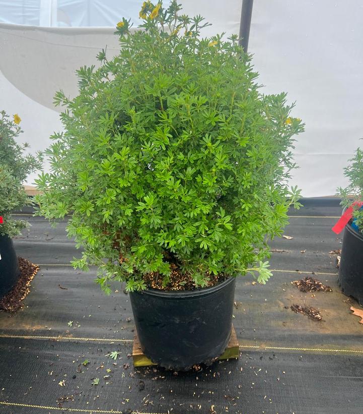 Potentilla fruticosa Cheesehead